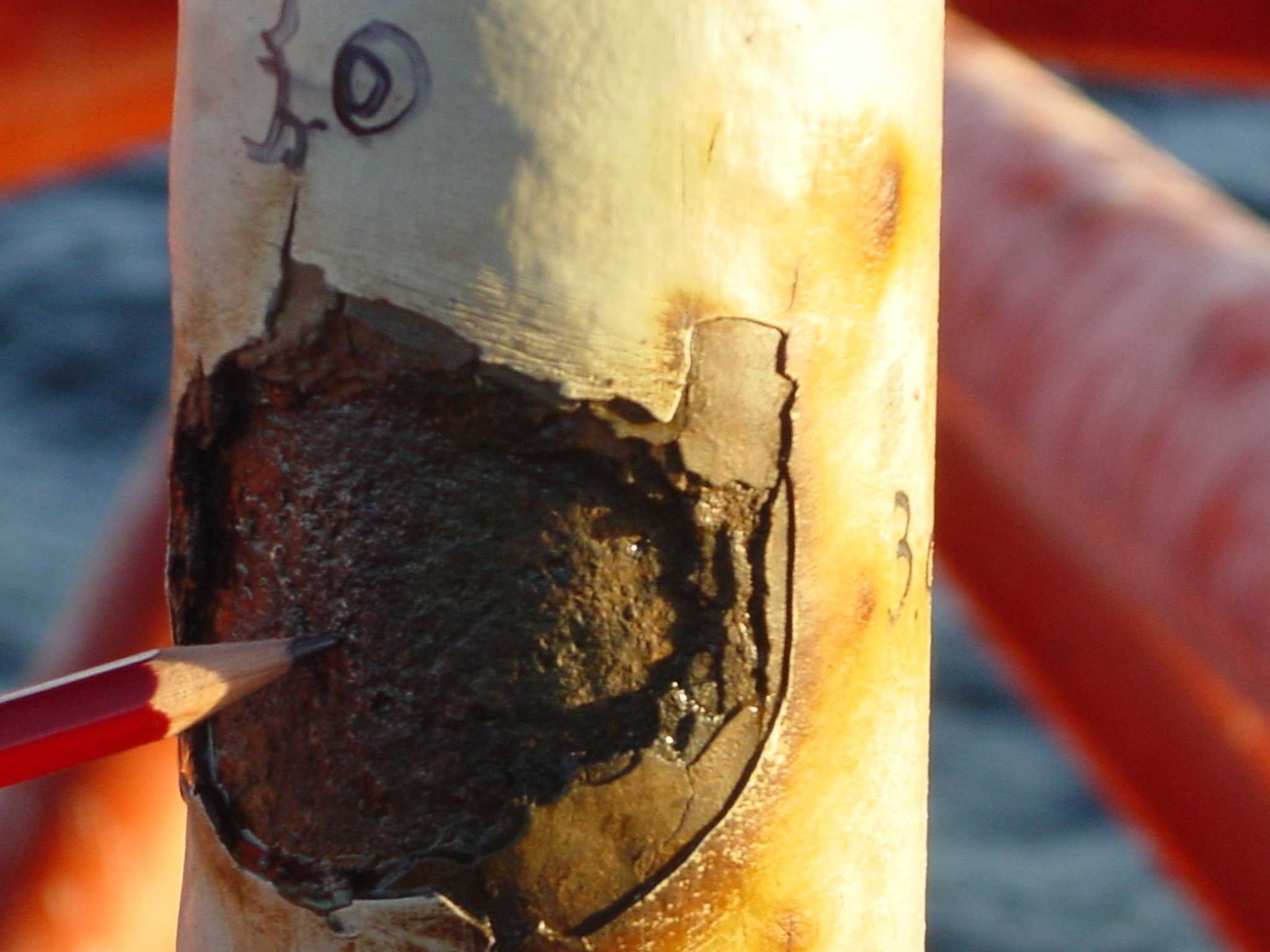 WhatsApp Image 2025-07-31 at 14.48.52 (4)